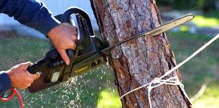 Best Tree Risk Assessment  in New Madrid, MO