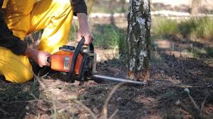 How Our Tree Care Process Works  in  New Madrid, MO
