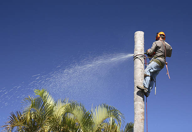 Best Tree Health Inspection  in New Madrid, MO