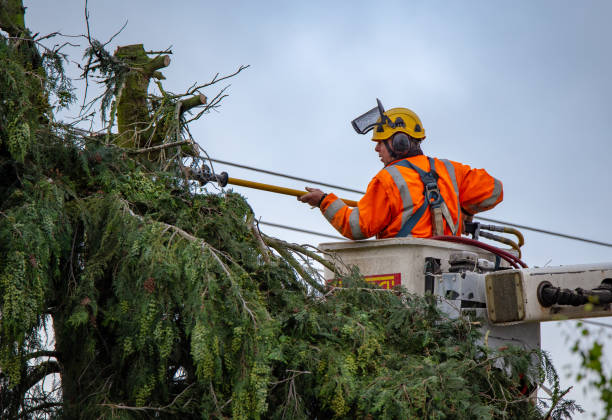 Best Tree and Shrub Care  in New Madrid, MO