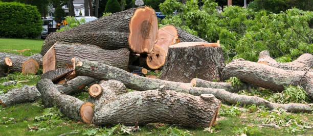 Best Lawn Maintenance Plans  in New Madrid, MO