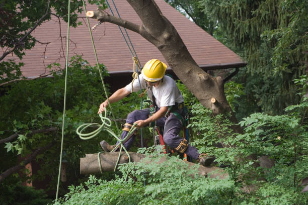 Best Tree Preservation Services  in New Madrid, MO