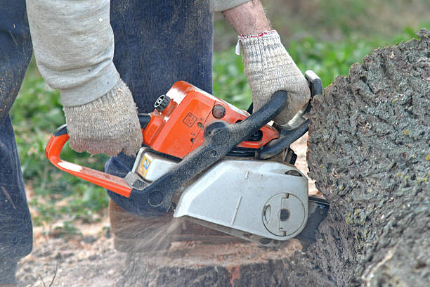 Best Firewood Processing and Delivery  in New Madrid, MO