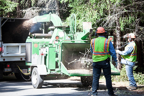 Best Tree Maintenance Programs  in New Madrid, MO