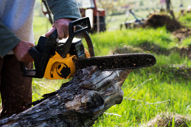 Professional Tree Care in New Madrid, MO