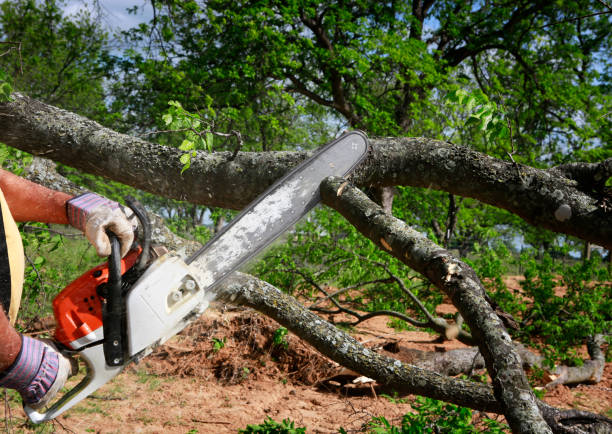 Best Tree Disease Treatment  in New Madrid, MO